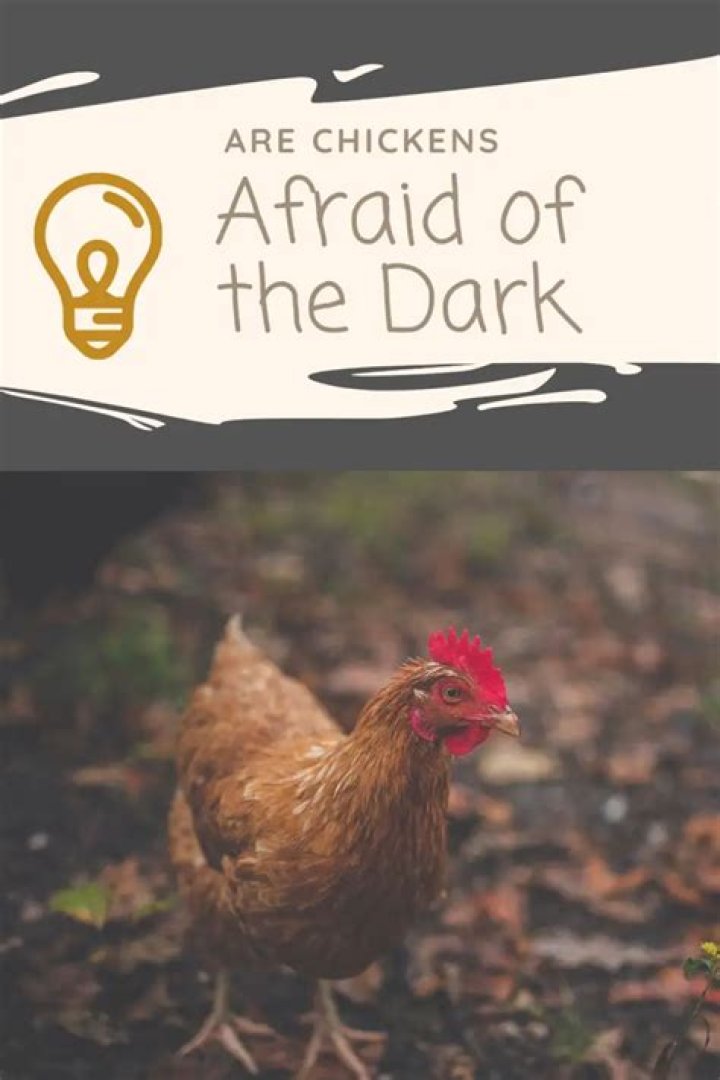 Are chickens afraid of the dark?