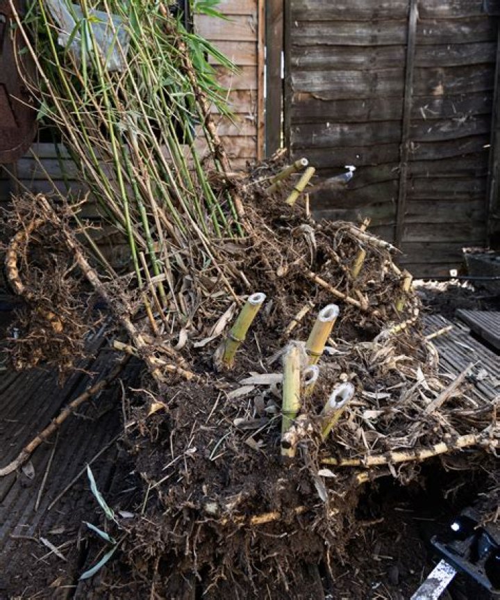Are clump forming bamboo invasive?