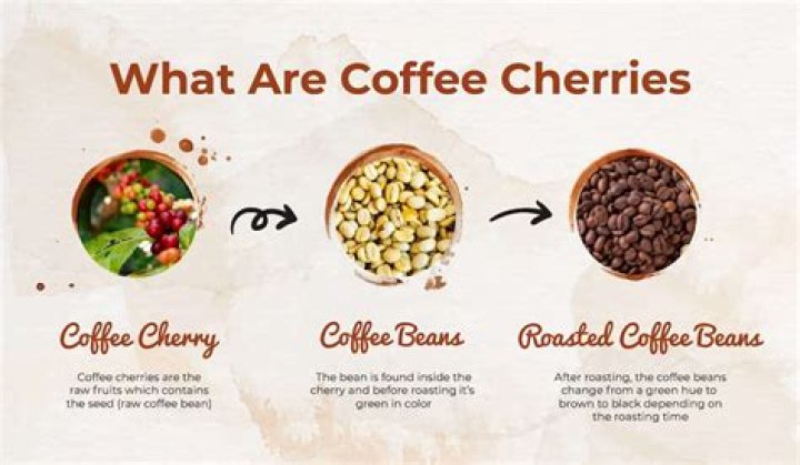 Are coffee cherries edible?