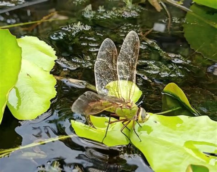 Are dragonflies good for your pond?