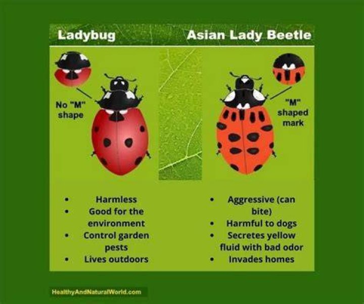 Are ladybugs stink bugs?