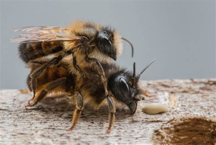 Are male bees useless?