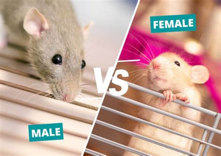 Are male or female rats better?