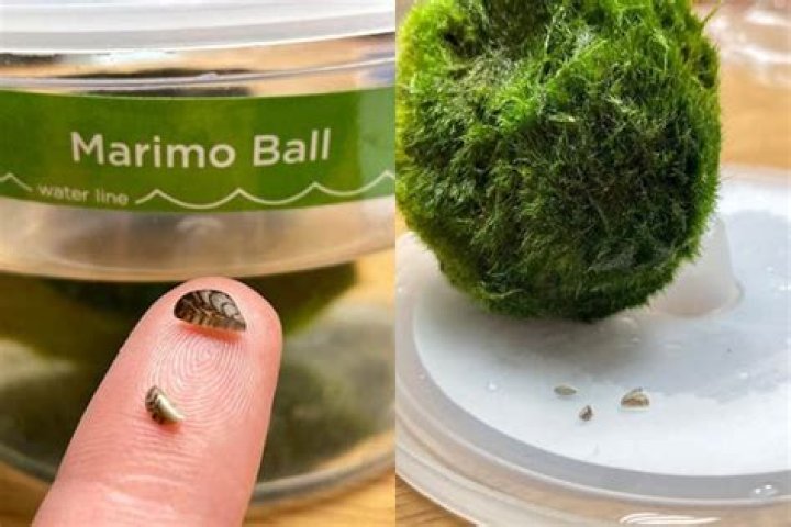 Are Marimo moss balls illegal?