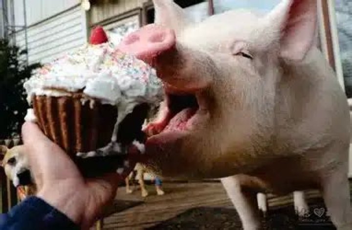 Are pigs vegetarian?