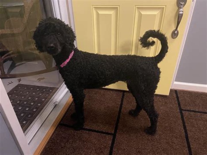 Are Poodle tails docked?