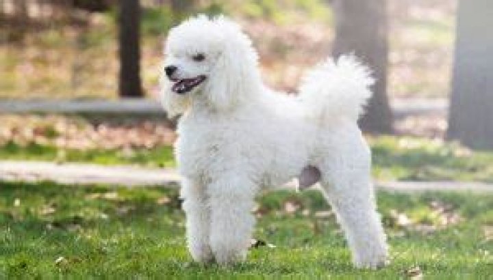 Are Poodles protective of their owners?