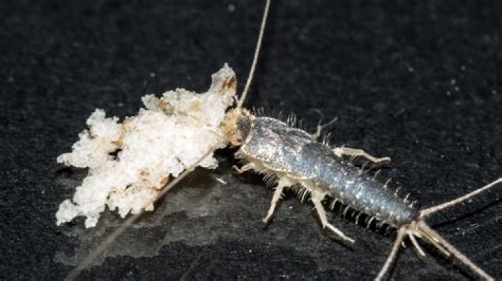 Are silverfish active at night?