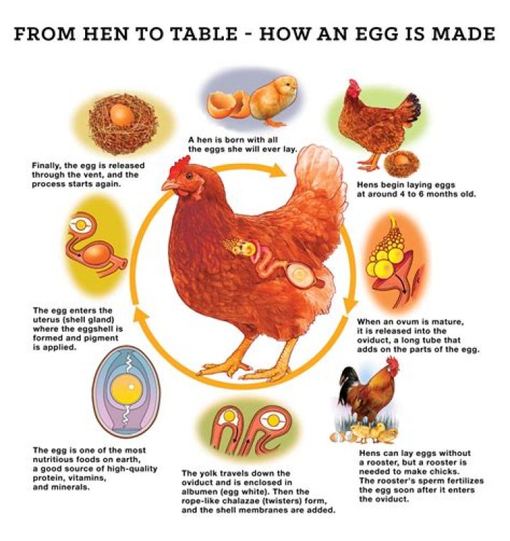 Are the eggs we eat chicken fetus?
