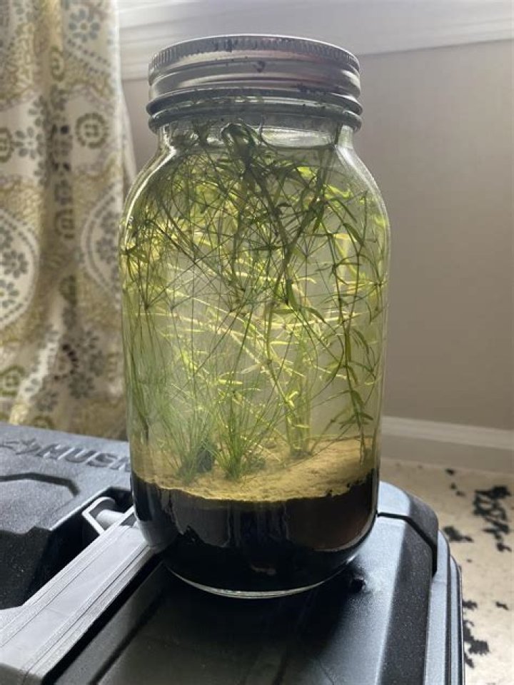Can a brain live in a jar?
