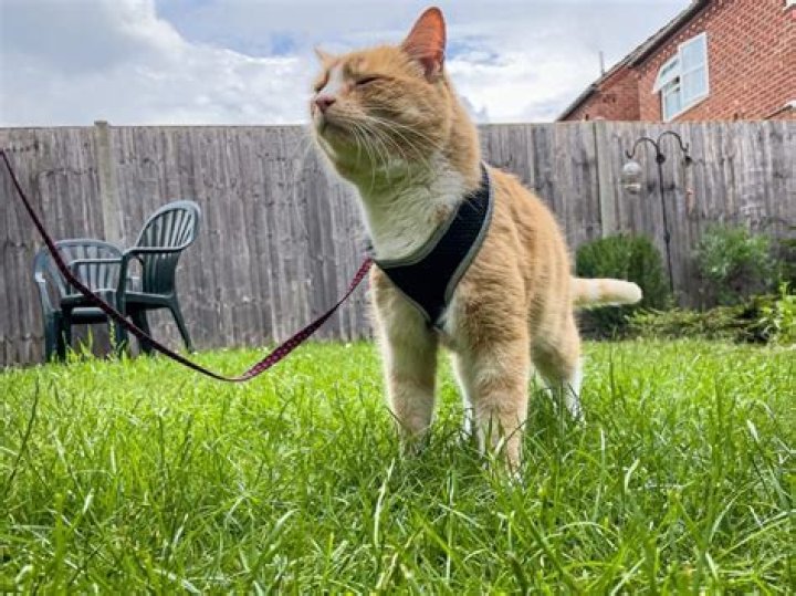 Can a cat tell if you are sad?