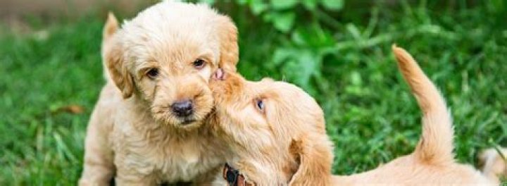 Can a female dog have puppies from two different males?