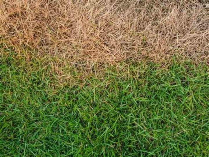 Can brown grass turn green again?