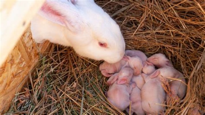 Can bunnies have babies without a male?
