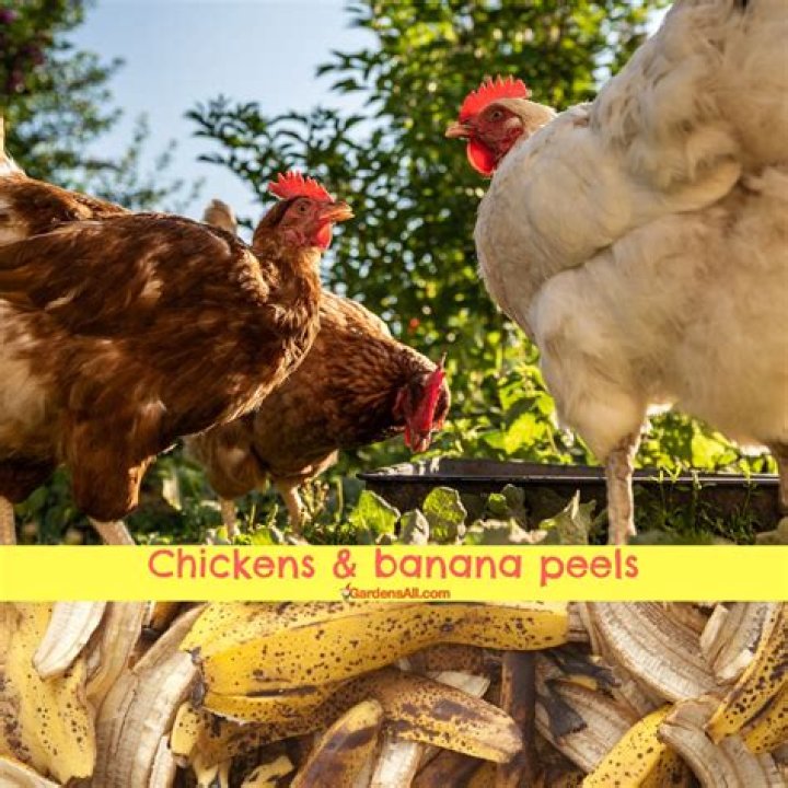 Can chickens have bananas peels?