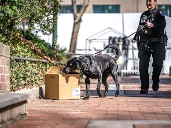 Can dogs smell you coming home?