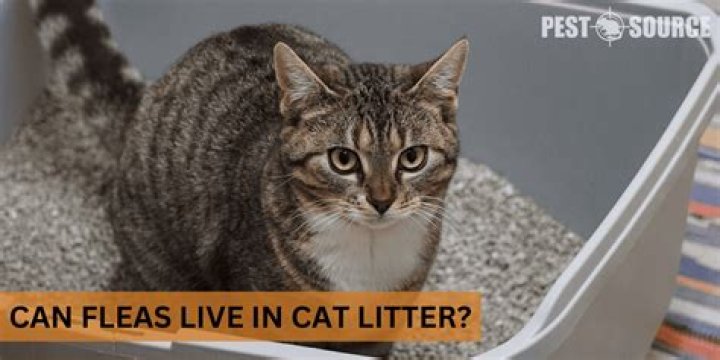 Can fleas live in cat litter?