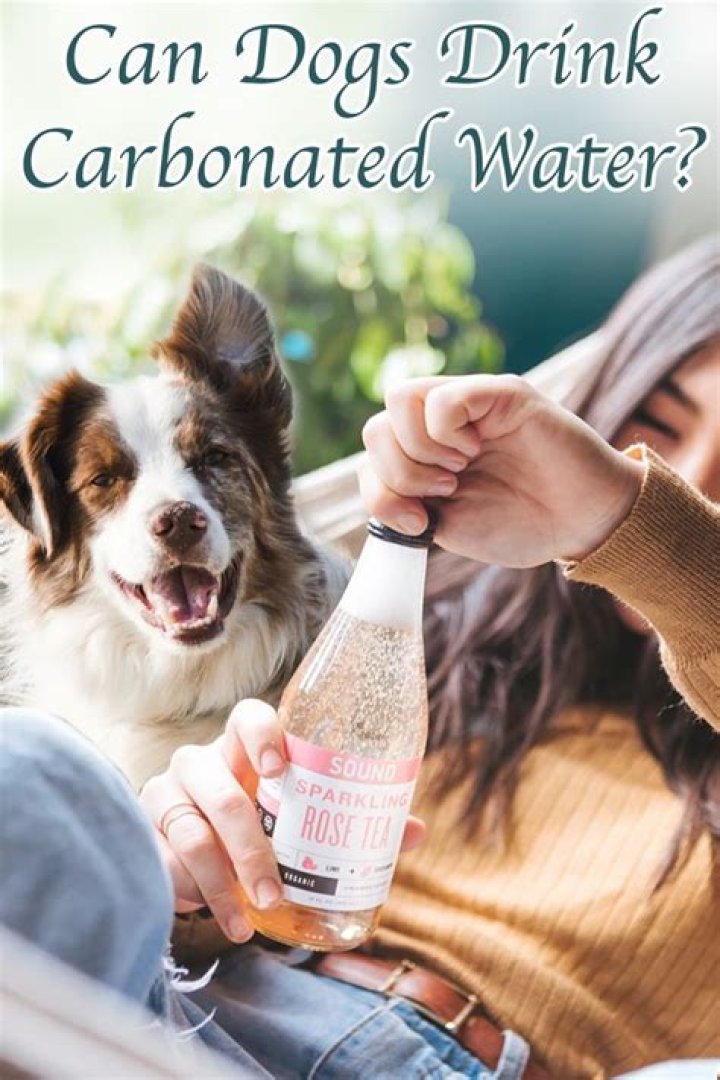 Can I give my dog flavored water?
