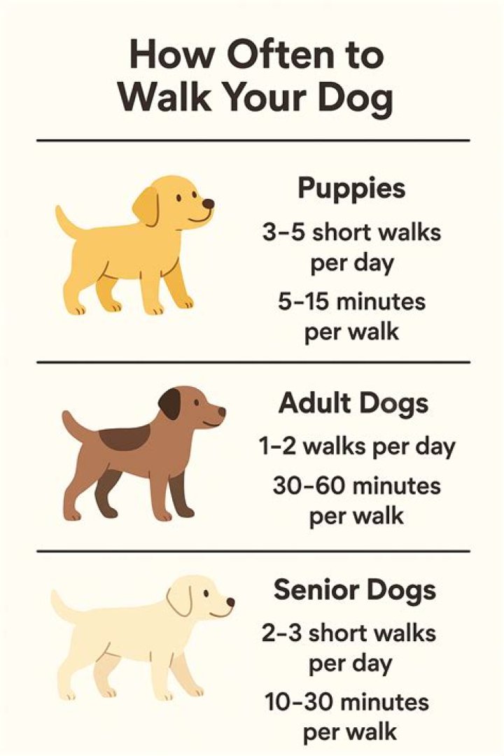 Can I walk my dog on an empty stomach?