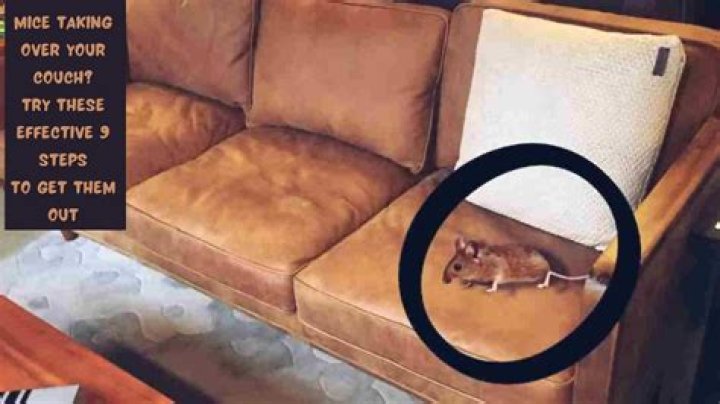 Can mice live in your couch?