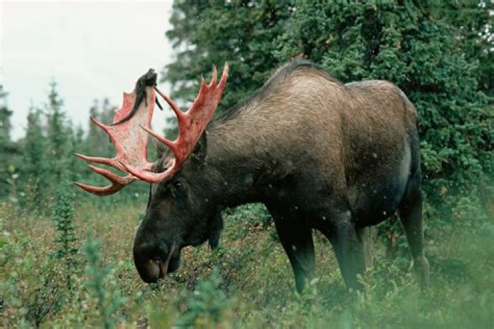 Can moose be rode?