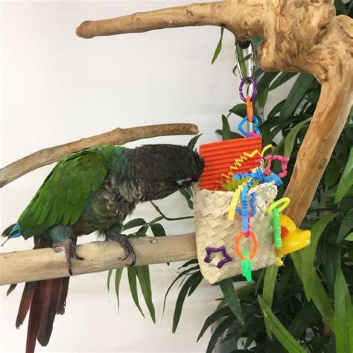 Can parrots eat noodles?