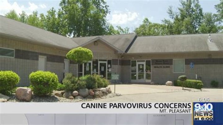 Can parvovirus live on concrete?