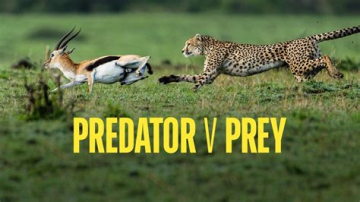 Can predators be Prey?