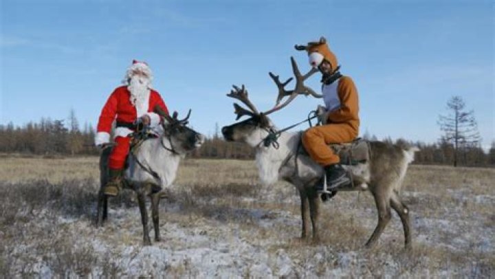Can reindeers be trained?