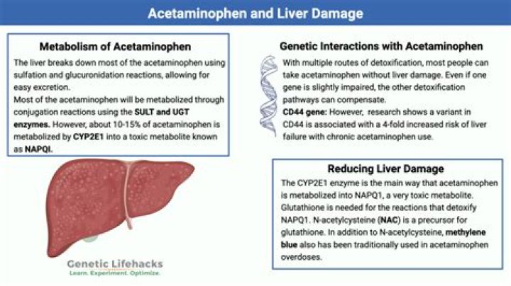 Can the liver heal itself from acetaminophen damage?