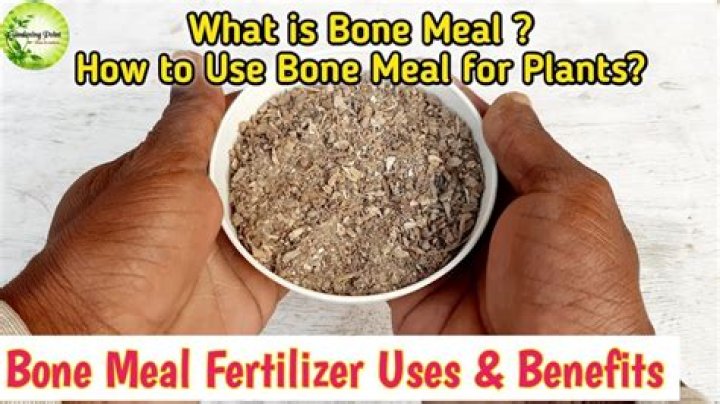 Can you bone meal wither roses?