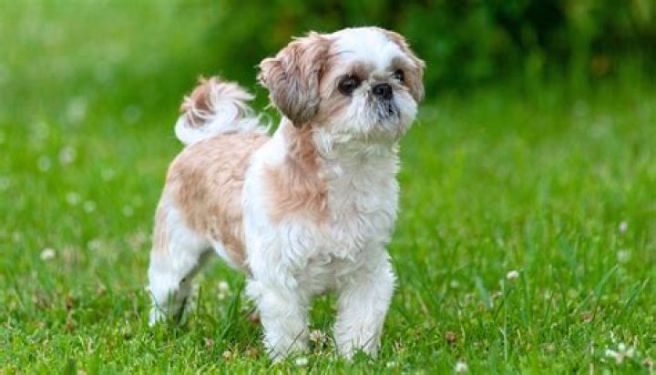 Can you breed a dog with its grandfather?