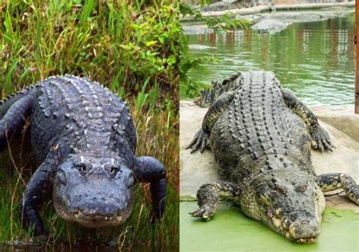 Can you fight alligators?