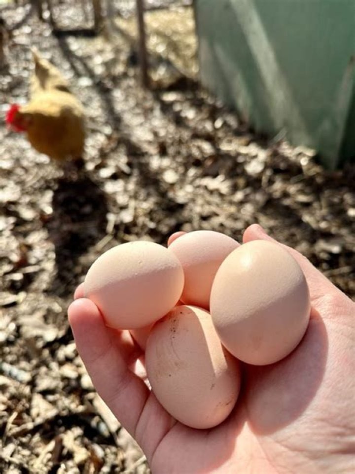 Can you give egg shells to chickens?