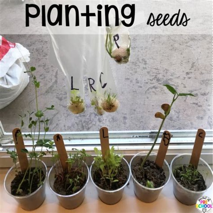 Can you plant seeds in K-Cups?