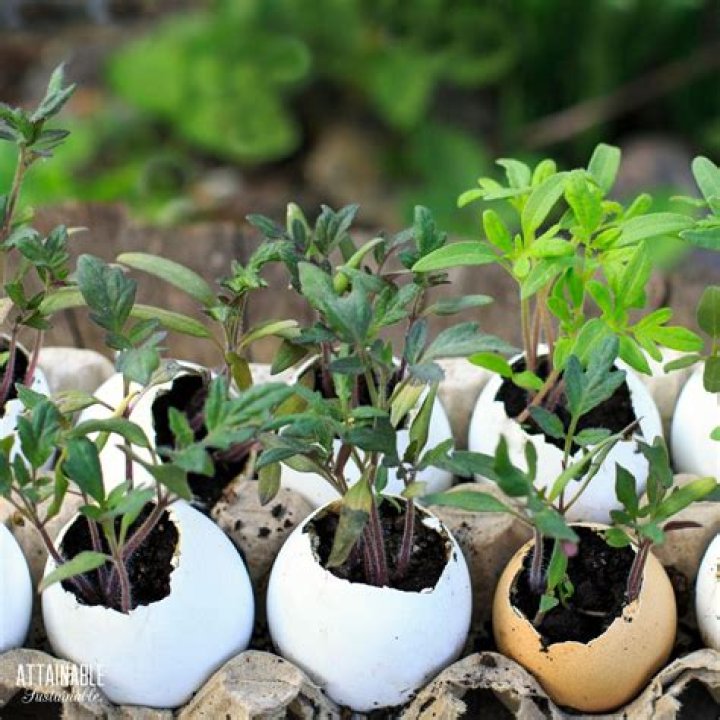 Can you put raw eggshells in garden?