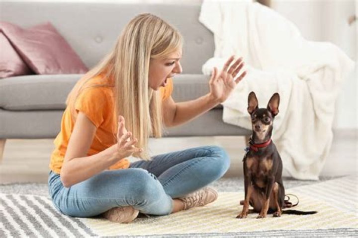 Can you yell at a dog?