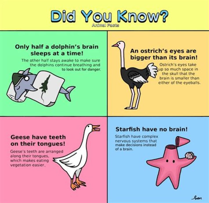 Did you know facts about football?