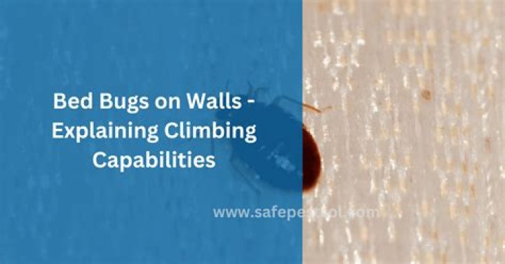 Do bed bugs climb up walls?