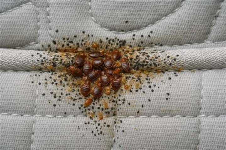 Do bed bugs make you itch?