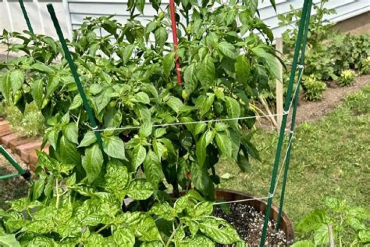 Do bell peppers need a cage?