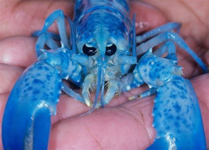Do blue lobsters exist?
