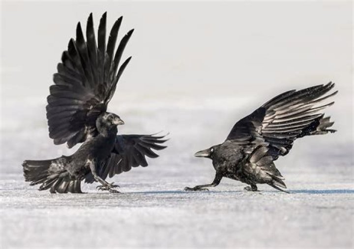 Do crows have a language?