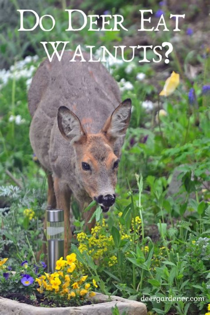 Do deer eat walnuts?