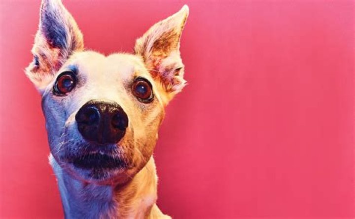 Do dogs eat human hair?