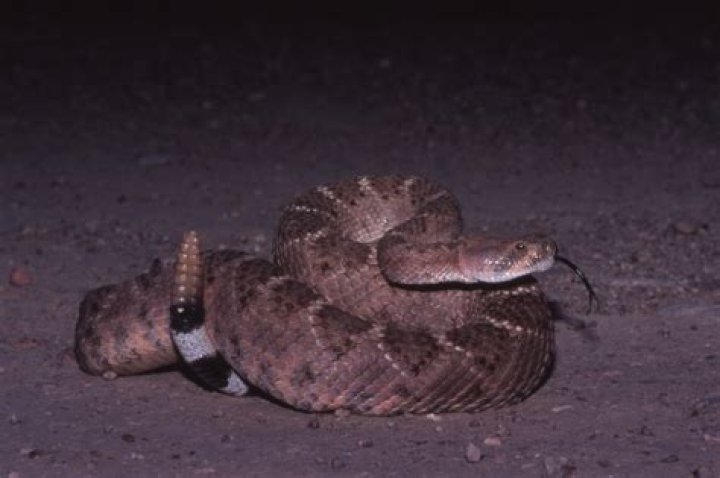 Do dogs protect against snakes?