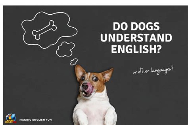 Do dogs understand when someone dies?
