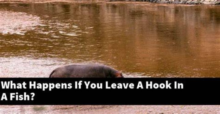 Do fish recover from hooks?