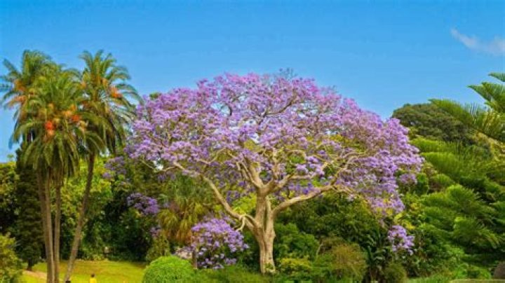 Do jacaranda trees have a scent?