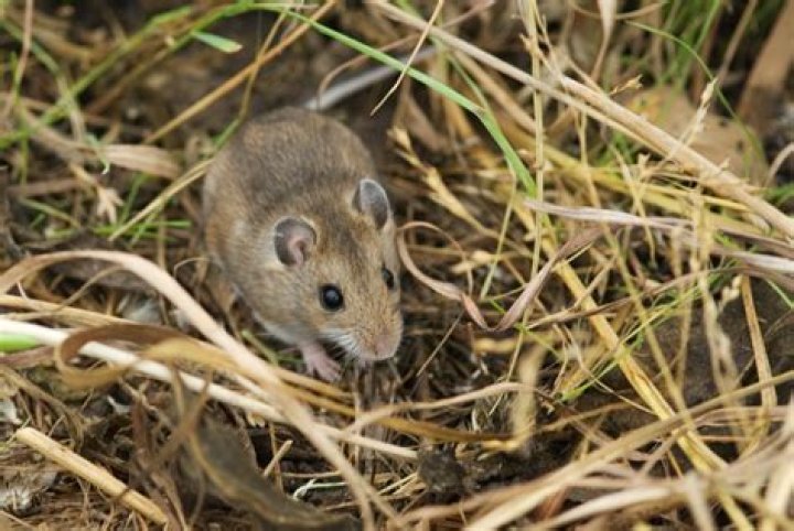 Do mice live in mulch?